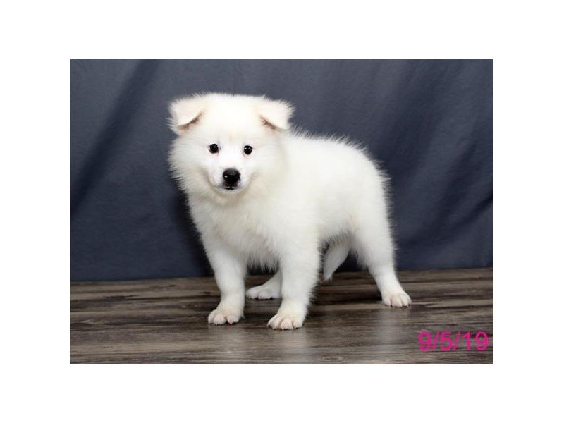 American Eskimo Dog
