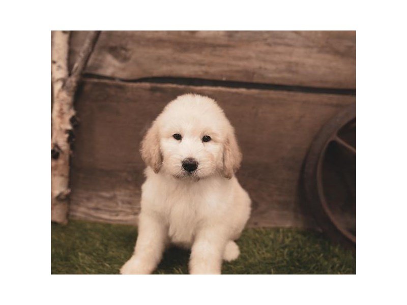 Goldendoodle