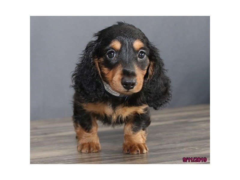 Dachshund