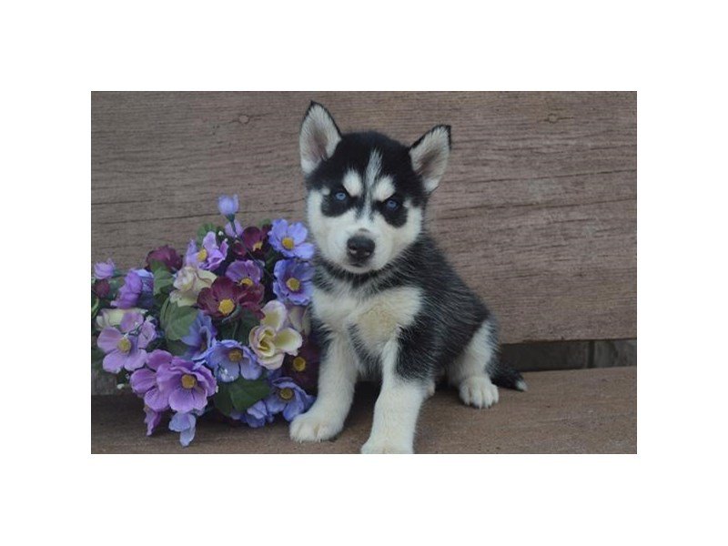 Siberian Husky