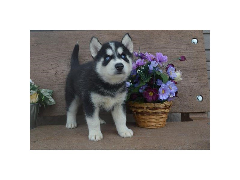 Siberian Husky