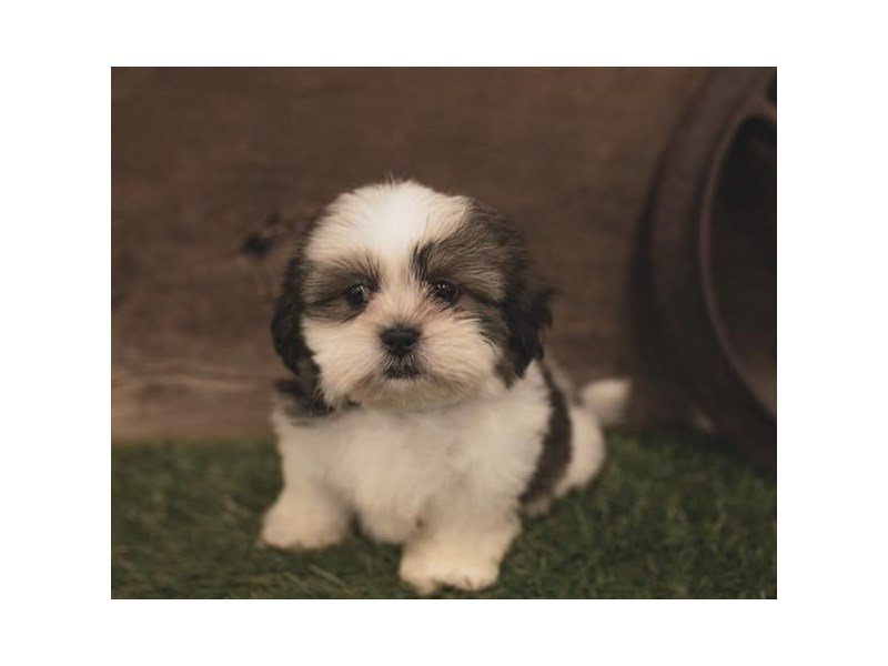 Shih Tzu