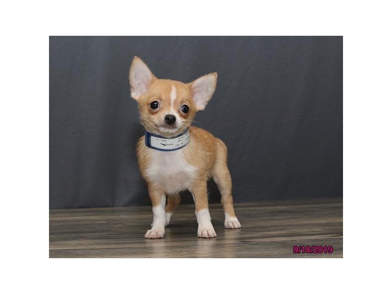 Chihuahua