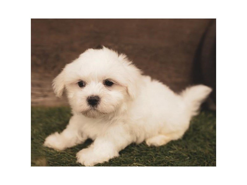 Maltese