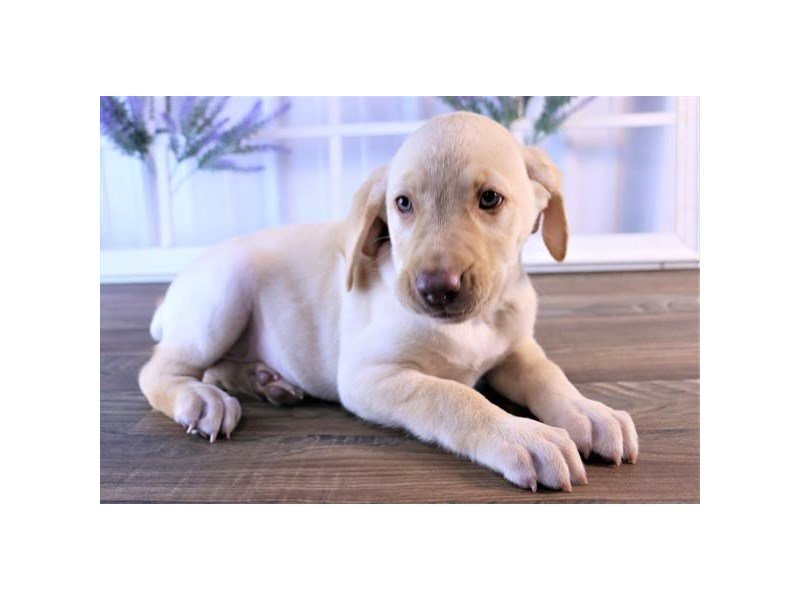 Labrador Retriever