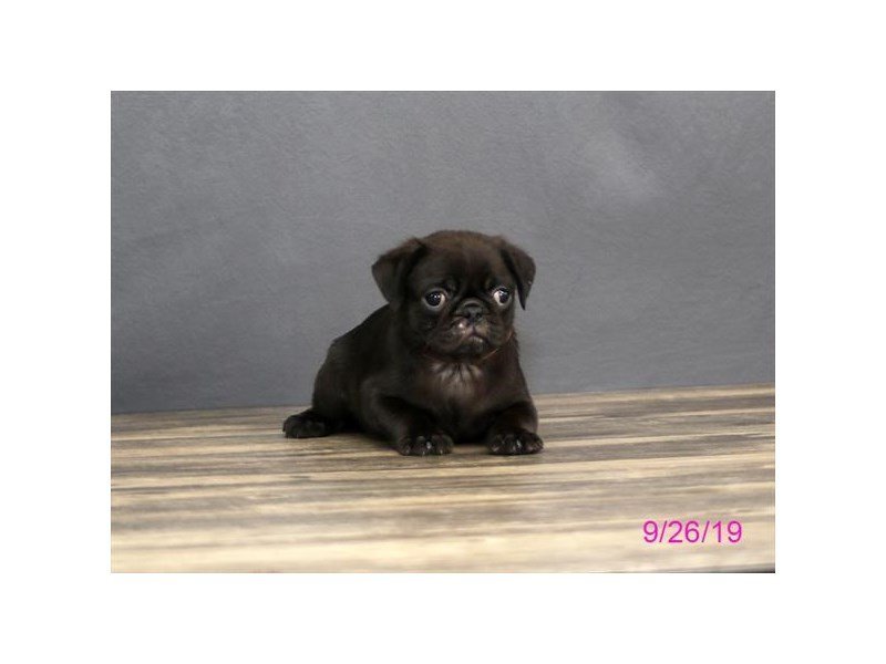 Pug