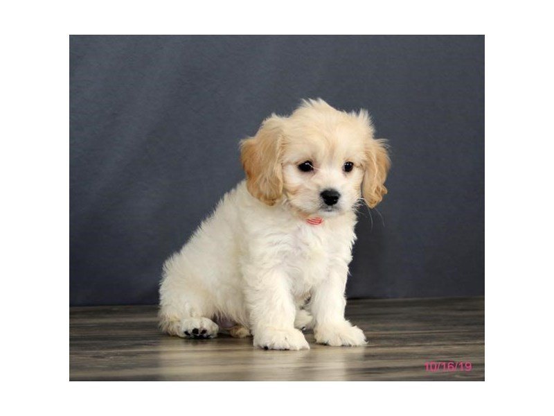 Cavachon