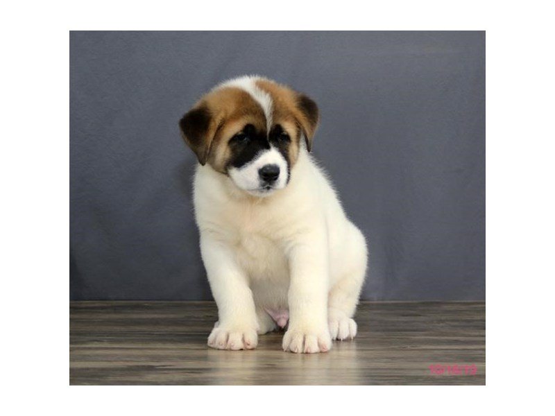 Akita
