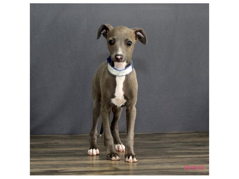 Italian Greyhound