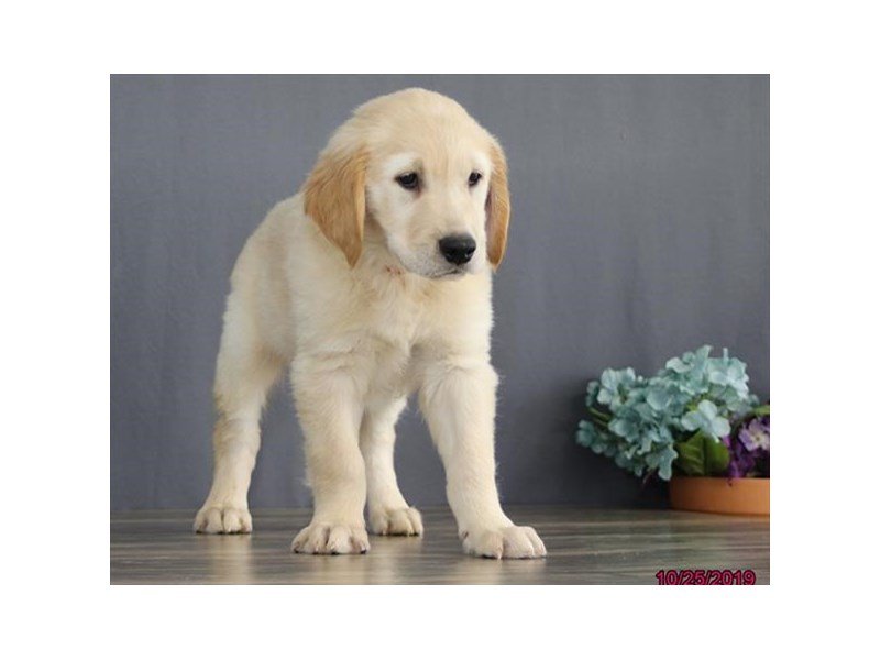Golden Retriever