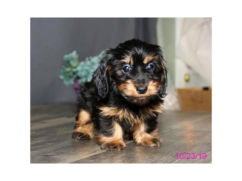 Dachshund