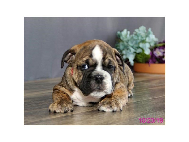 English Bulldog