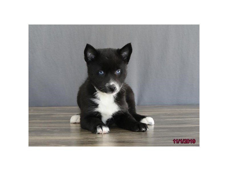 Pomsky