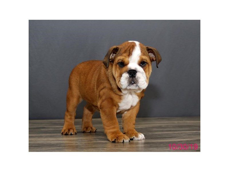 Bulldog