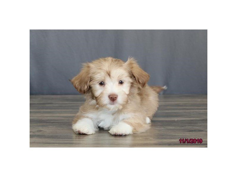 Havanese