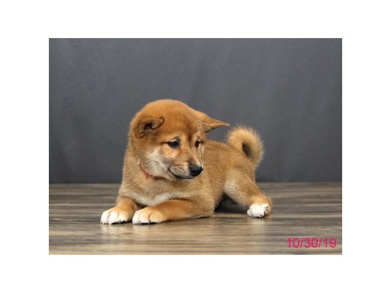 Shiba Inu Puppies Petland Carriage Place
