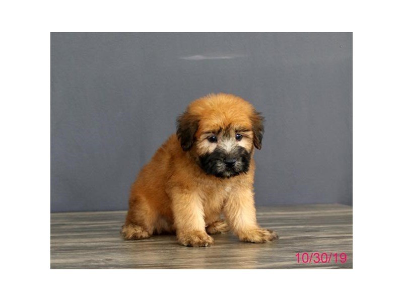 Soft Coated Wheaten Terrier