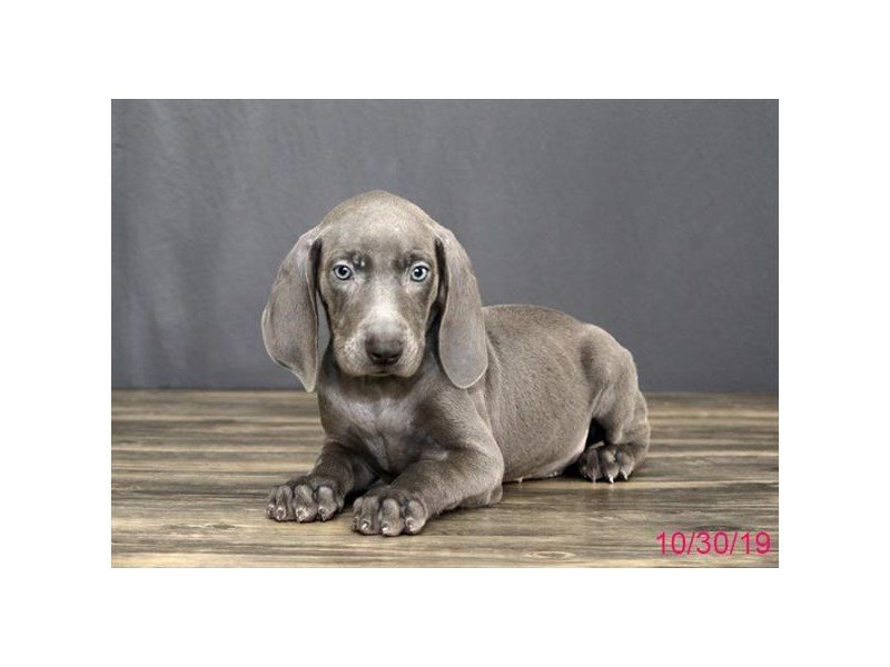 Weimaraner