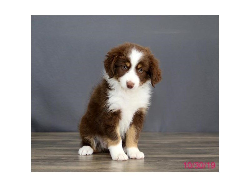 Miniature Australian Shepherd