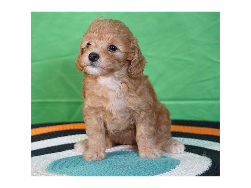 Goldendoodle Mini 2nd Gen