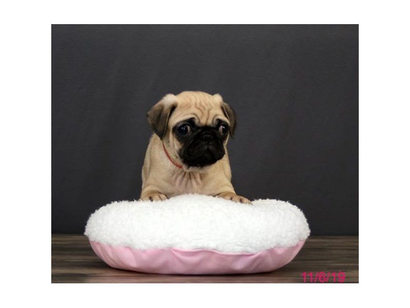 Pug