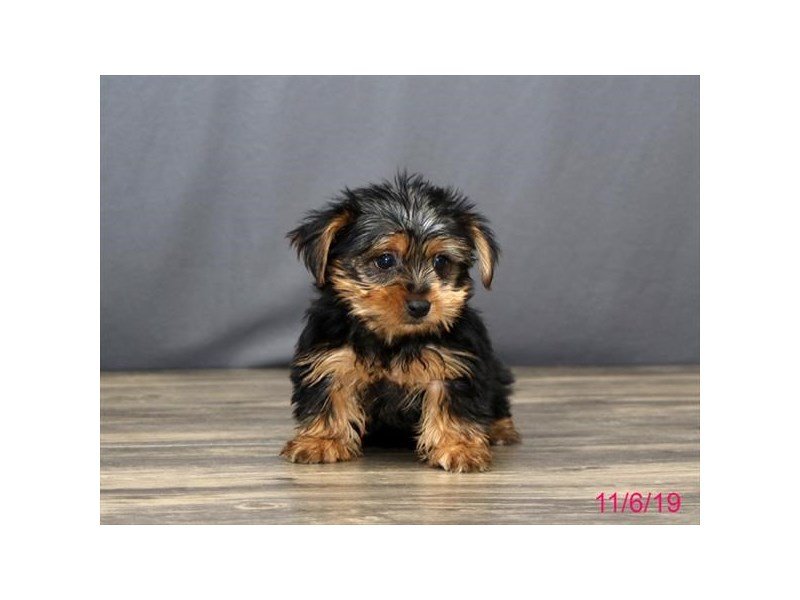 Yorkshire Terrier