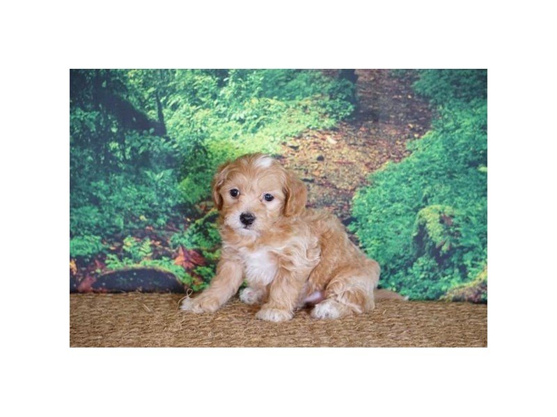 Mini Goldendoodle 2nd Gen