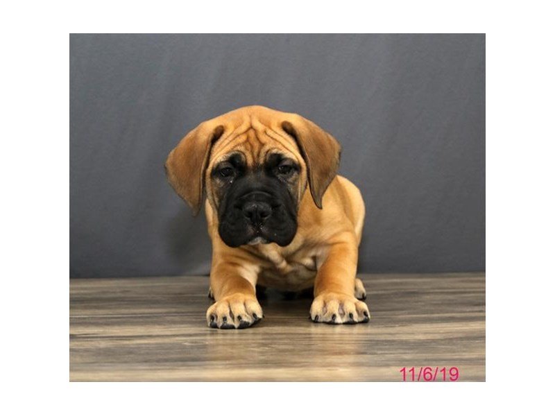 Bullmastiff