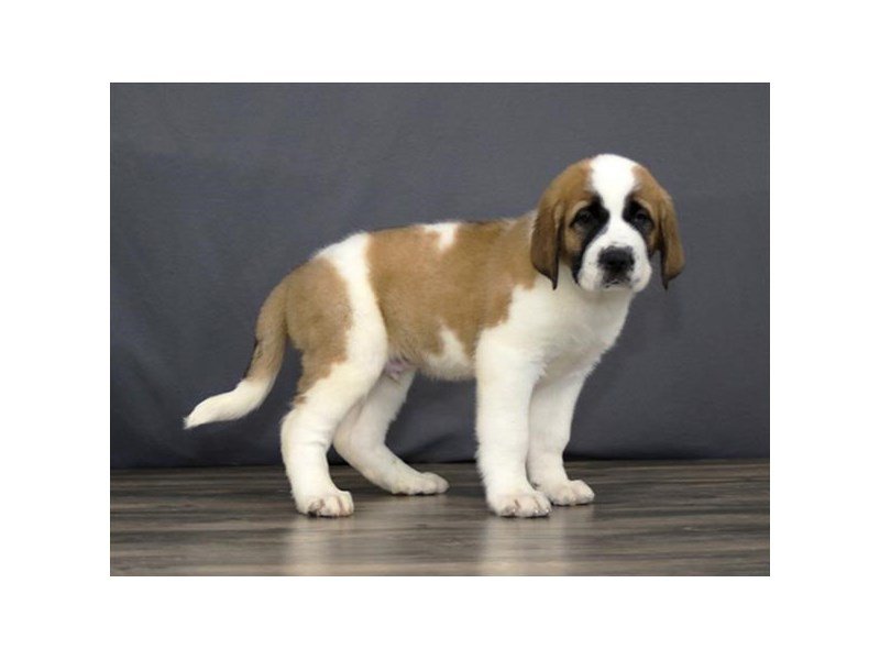 Saint Bernard