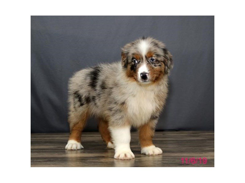 Australian Shepherd
