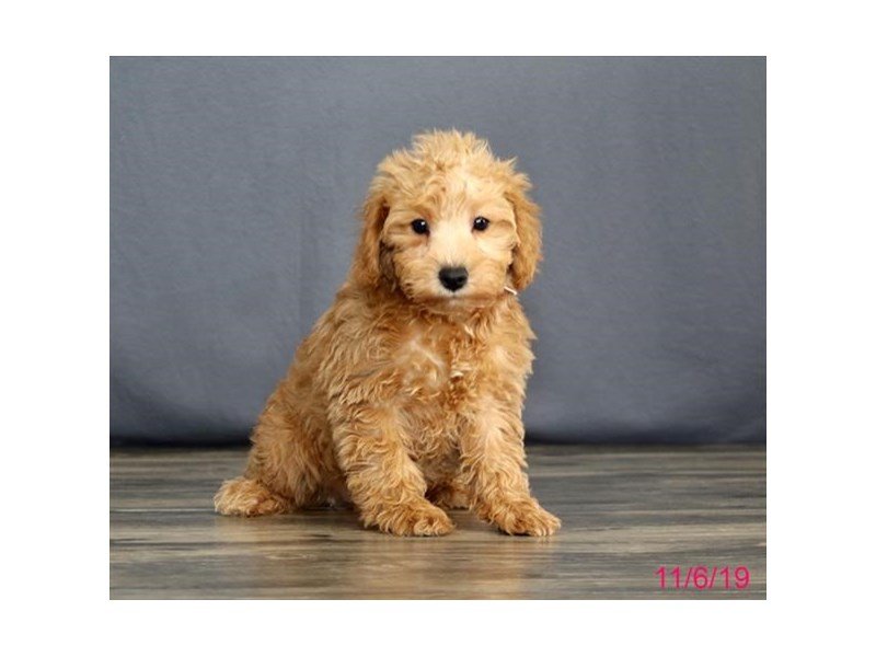 red schnoodle for sale