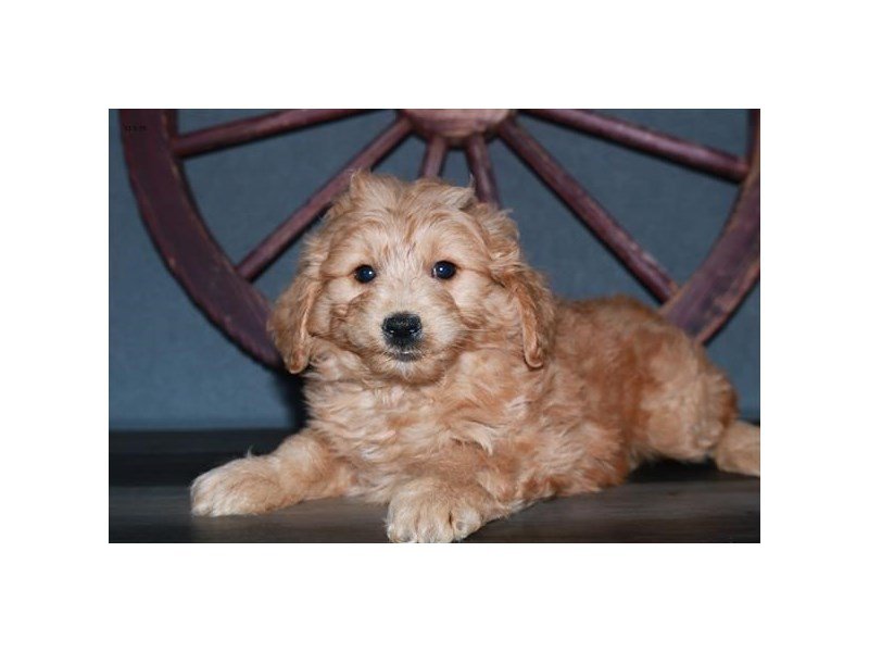 Mini Goldendoodle 2nd Gen