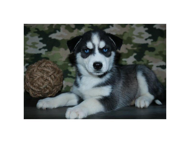 Siberian Husky