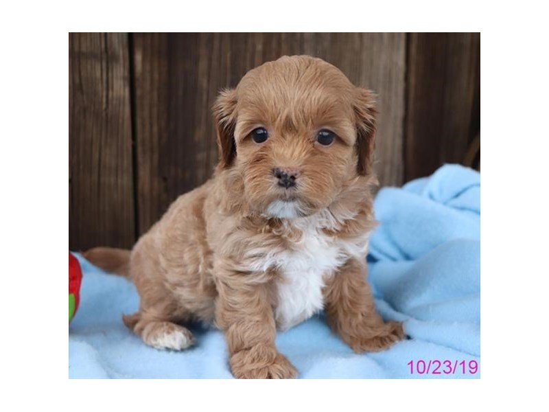 Shihpoo