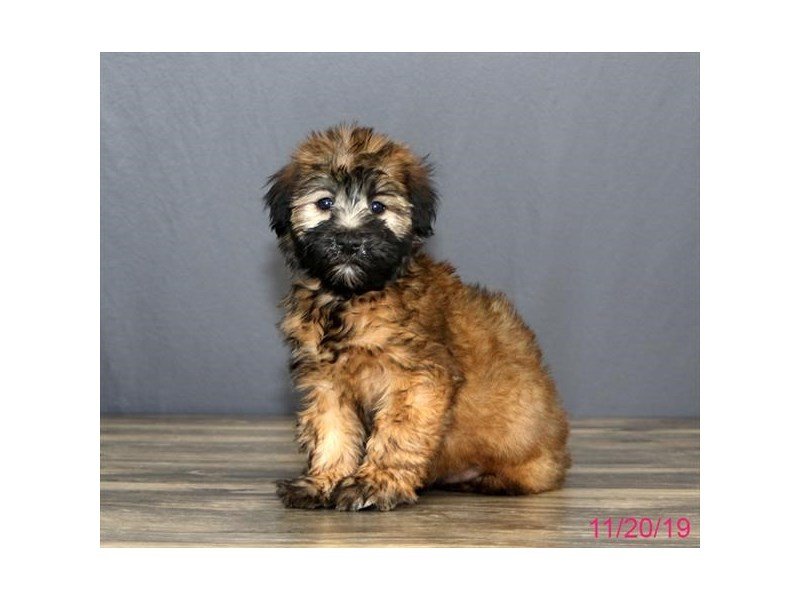 Soft Coated Wheaten Terrier Petland Carriage Place Soft Coated Wheaten Terrier Petland Carriage Place
