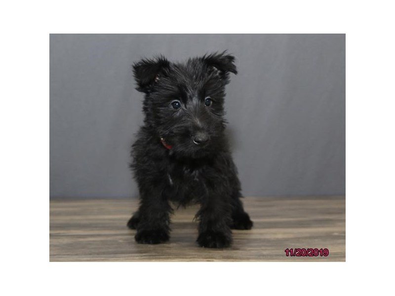 Scottish Terrier