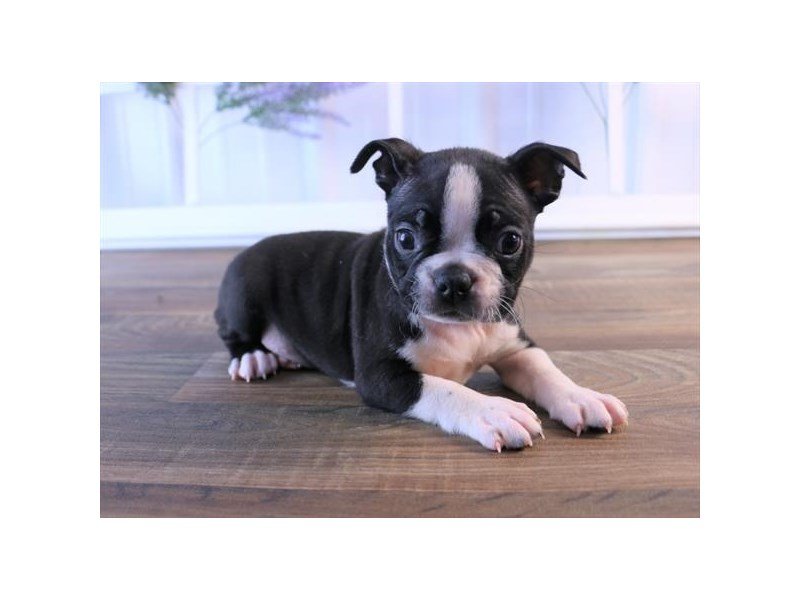Boston Terrier