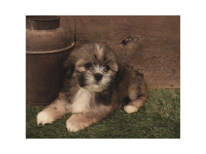 Lhasa Apso