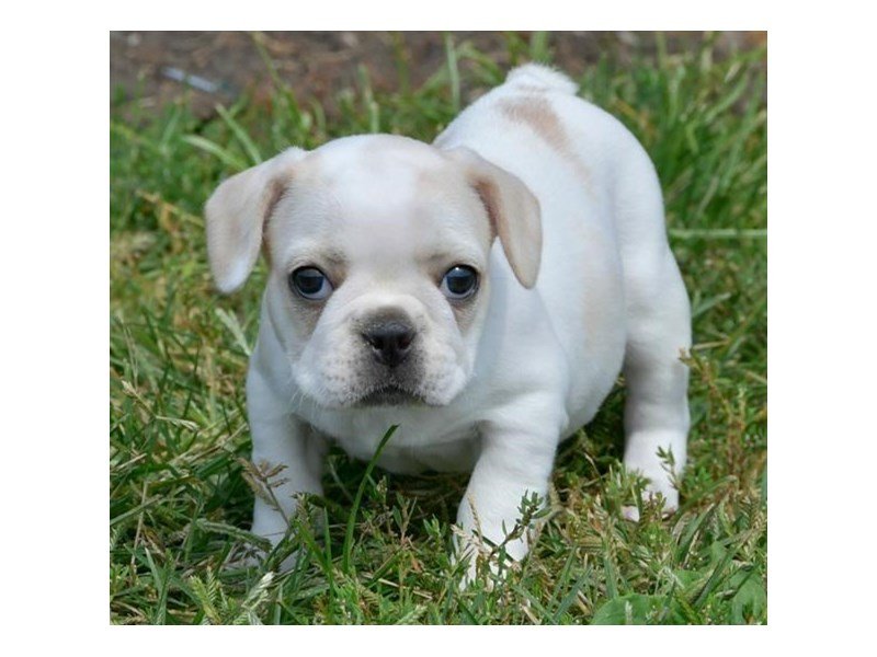 French Bulldog