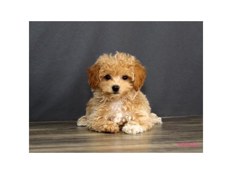 Bichon Poo