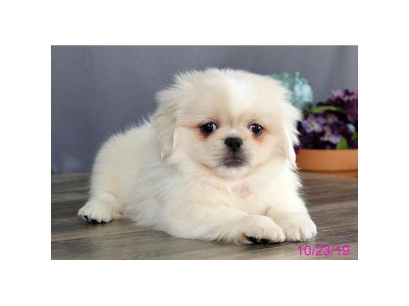 Pekingese
