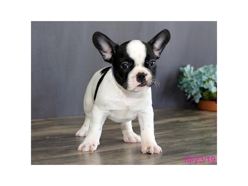French Bulldog