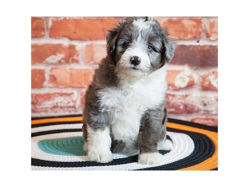 Aussie PooDOGMaleBlue Merle2510466Petland Carriage Place