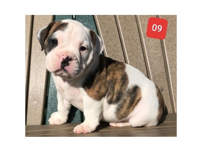 Olde Bulldog