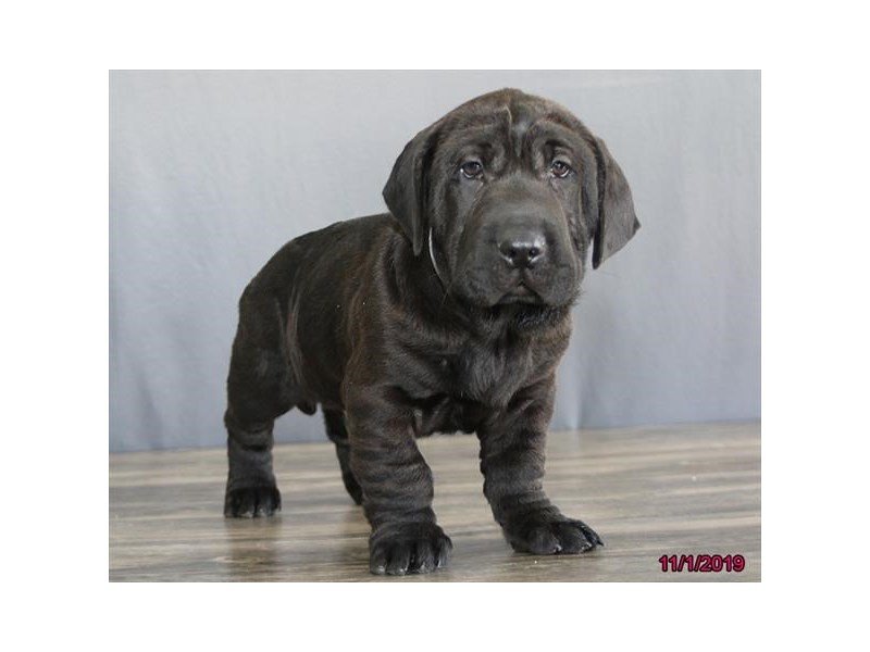 Chinese Shar Pei Dog Male Black 2516735 Petland Carriage Place