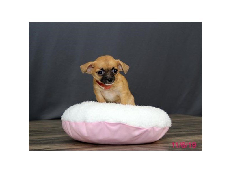 Chihuahua