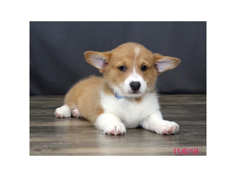 Pembroke Welsh Corgi