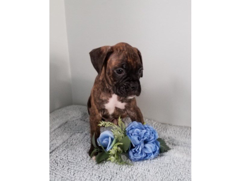 Boxer