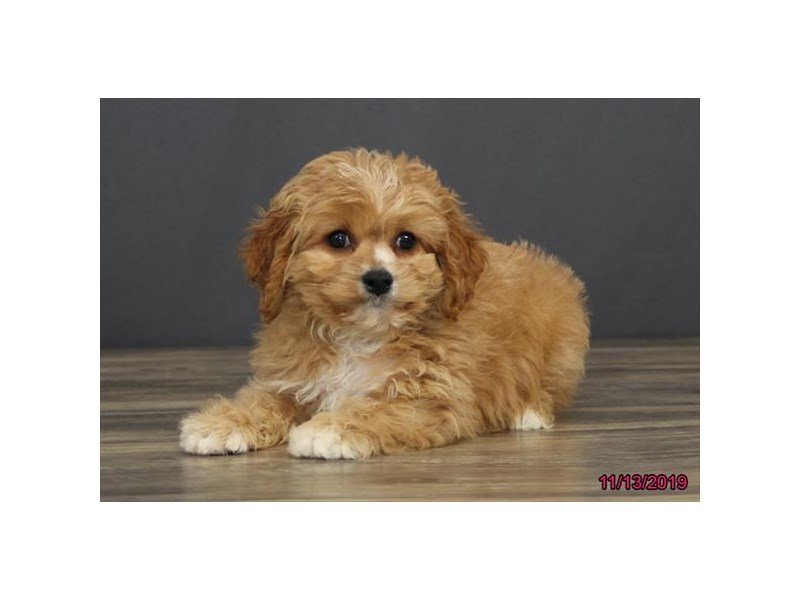 Cavachon