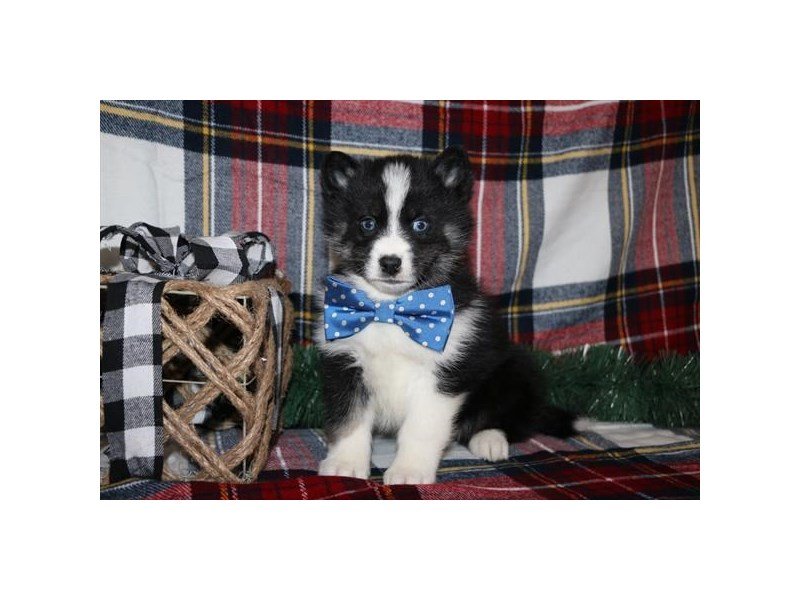 Pomsky